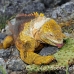iguana_land_spz_h_0168_ecu1867.jpg